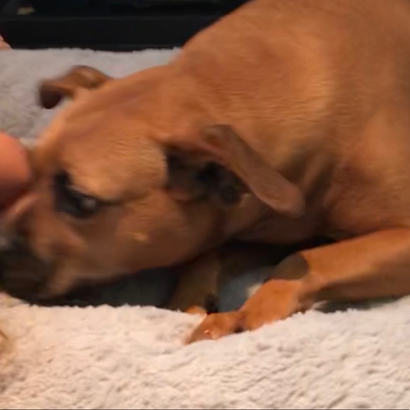 Meet your Posher, Sharon - Picture 1 of 1